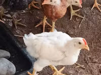 Chickens — الصورة 2