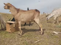 Ziegenbock, Ziegen — Foto 2