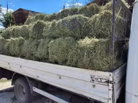Balot de lucernă — Foto 4