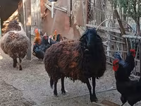 نعجة, Karabakh sheep — الصورة 2