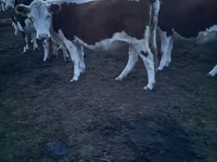 Kuh, Swiss cattle — Foto 1