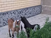 Ziege, Nubian Goat — Foto 1