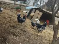 Chickens — foto 7