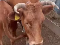 بقرة, Latvian Blue cattle — الصورة 2