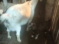 Goat, Goats — photo 1