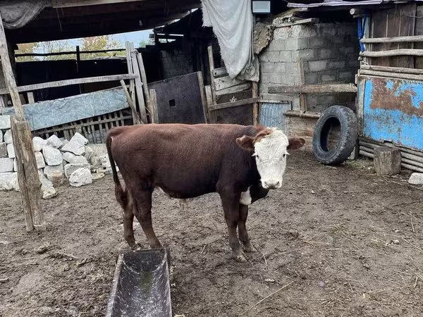 Toro, Hereford