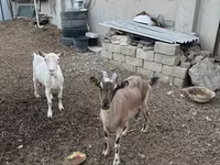 Cabra, Cabras — foto 1