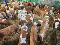 Buqa, Simmental cattle — 2-rasm