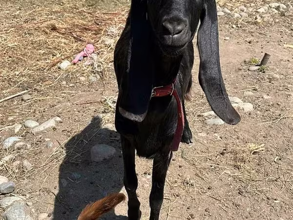 Cabra, Kamori goats