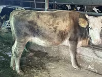Buğa, Latvian Blue cattle — foto 6