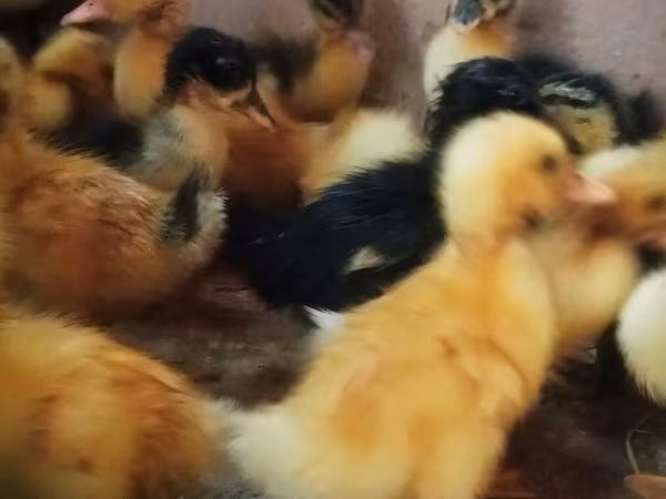 Ducks