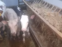 بقرة, Simmental cattle — الصورة 6
