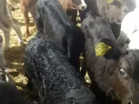 ІҚМ (топ, жынысы көрсетілмеген), Simmental cattle — 8-сурет