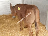 Bull, Limousin cow — photo 1