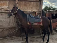 At, Thoroughbred horse — foto 4