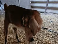 公山羊, Nubian Goat — 照片 7