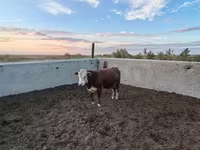 公牛, Swiss cattle — 照片 3