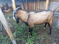 تيس, LaMancha goats — الصورة 3