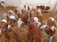 Бұқа, Simmental cattle — 4-сурет