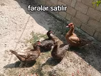 pato criollo doméstico — foto 1