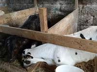 Toro, Ganado vacuno — foto 2