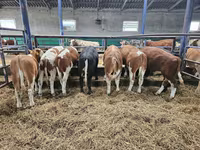 公牛, Simmental cattle — 照片 3