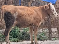 Buğa, Simmental cattle — foto 6