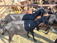 公山羊, Beetal goats — 照片 3