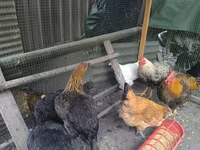 Chickens — 2-сурет