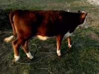 公牛, Swiss cattle — 照片 2