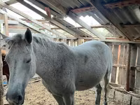 Бие, Horse breed — 1-сурет