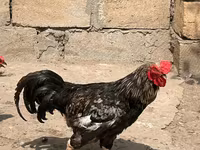 Chickens — foto 2