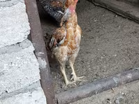 Chickens — 照片 6