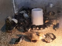 Ducks — الصورة 2