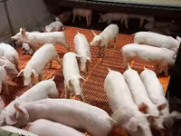 母猪, Pigs — 照片 2