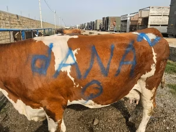Kuh, Simmental cattle