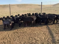 मेढ़ा, Hissar sheep — फ़ोटो 6