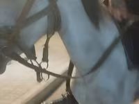 公马, Horses — 照片 4