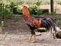Chickens — 4-rasm