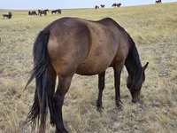 Stute, Kazakh horse — Foto 7