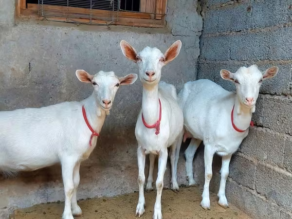 Ziege, Saanen goat