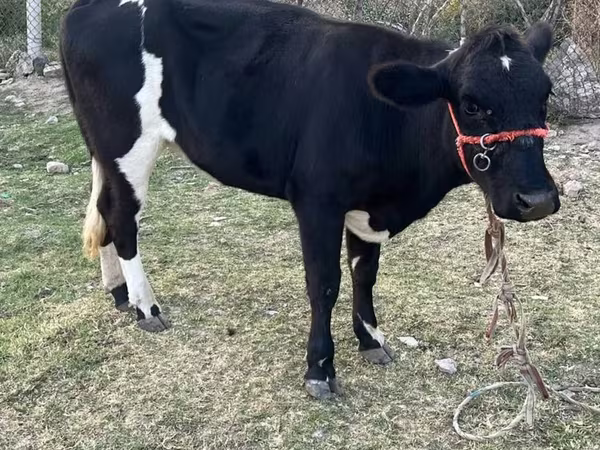 Kuh, Latvian Blue cattle