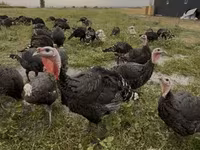 Turkeys — Foto 1