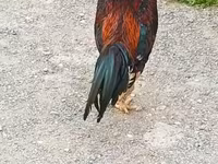 Chickens — 2-сурет