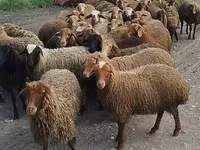 Ovejas (lote, sexo no especificado), Ovejas — foto 3