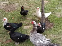 Ducks — фото 1