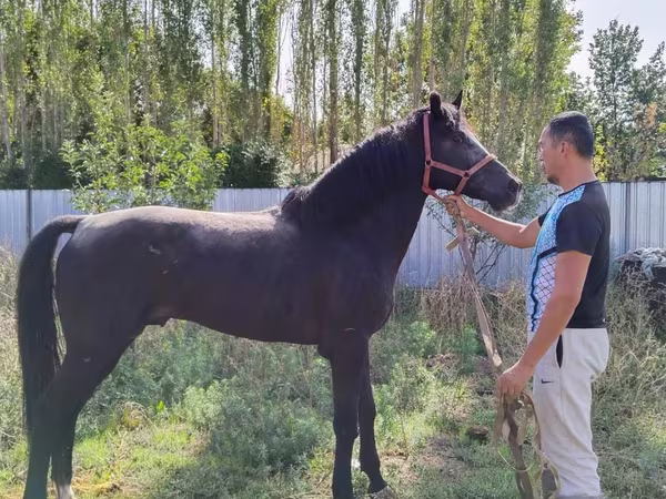 حصان, Akhal-Teke