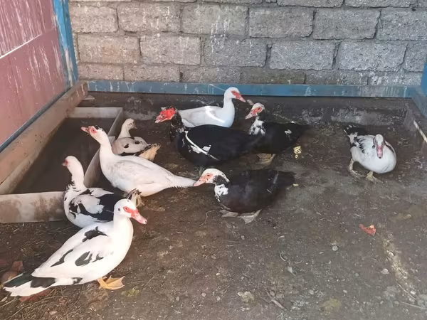 Ducks