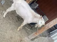 Goat, Saanen goat — photo 8