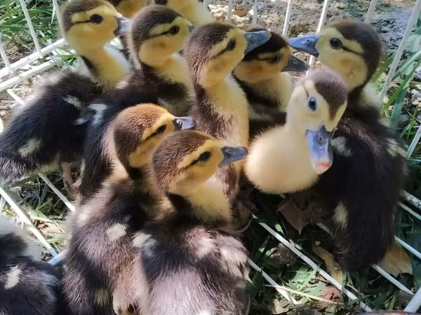 Ducks
